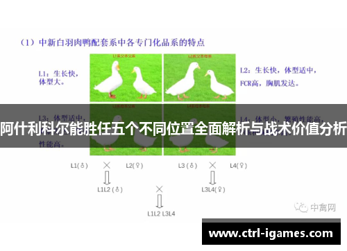 阿什利科尔能胜任五个不同位置全面解析与战术价值分析